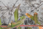 Seabeach evening primrose